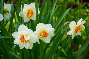 lindo branco narcisos dentro a jardim. Primavera flores foto
