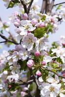 florescendo fruta árvore. Rosa cereja Flor flor em uma caloroso Primavera dia foto