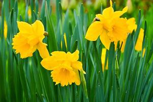 amarelo narcisos dentro a jardim. primavera flores foto