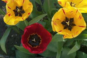 vermelho e amarelo tulipas dentro a jardim fechar acima foto