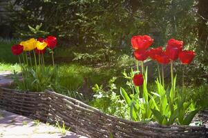 vermelho e amarelo tulipas dentro a jardim fechar acima foto