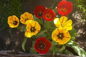 vermelho e amarelo tulipas dentro a jardim fechar acima foto