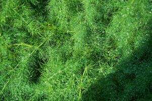 pingos de chuva em uma verde espargos arbusto em uma ensolarado verão dia fechar-se. foto