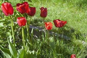 vermelho e amarelo tulipas dentro a jardim fechar acima foto