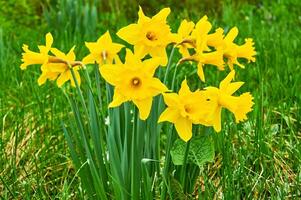 amarelo narcisos dentro a jardim. primavera flores foto