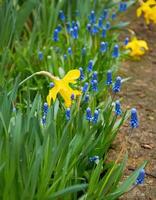 amarelo narcisos e azul muscari dentro a Primavera jardim. Primavera flores foto