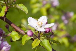 florescendo fruta árvore. Rosa cereja Flor flor em uma caloroso Primavera dia foto