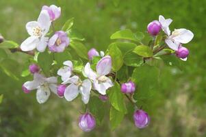 florescendo fruta árvore. Rosa cereja Flor flor em uma caloroso Primavera dia foto