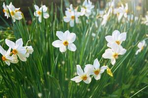 lindo branco narcisos dentro a jardim. Primavera flores foto