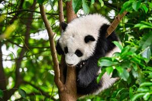 gigante panda Urso dentro China foto