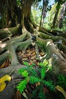 ficus macrophylla tronco e raízes fechar acima foto