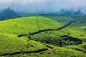 plantações de chá verde em munnar, kerala, índia foto