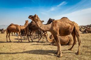 camelos às pushkar mela pushkar camelo justo , Índia foto