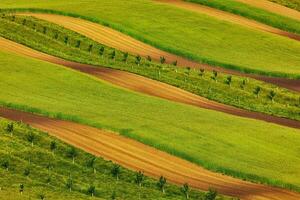 listrado Campos do sul Morávia foto