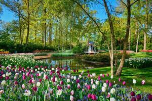 Keukenhof flor jardim. lisse, a Holanda. foto