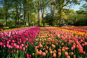 florescendo tulipas canteiro de flores dentro Keukenhof flor jardim, Holanda foto