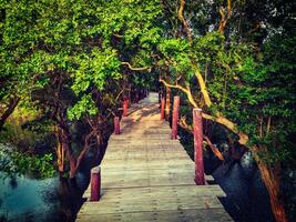 de madeira ponte dentro inundado chuva floresta selva do mangue árvores foto
