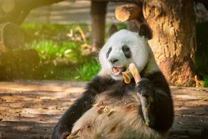 gigante panda Urso dentro China foto