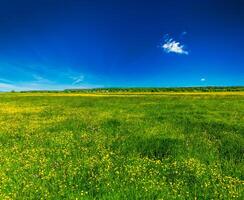 Primavera verão fundo florescendo campo Prado foto