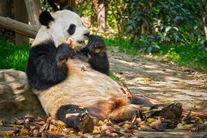 gigante panda Urso dentro China foto