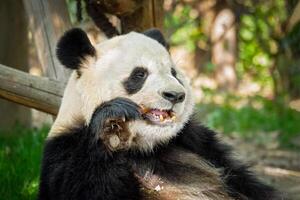 gigante panda Urso dentro China foto