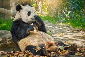 gigante panda Urso dentro China foto