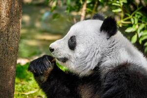 gigante panda Urso dentro China foto