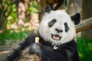 gigante panda Urso dentro China foto