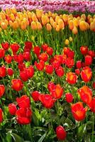 florescendo tulipas canteiro de flores dentro Keukenhof flor jardim, Holanda foto