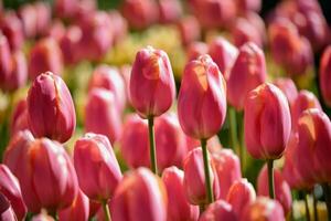 florescendo tulipas canteiro de flores dentro Keukenhof flor jardim, Holanda foto