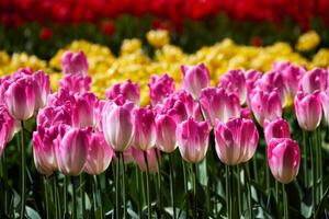 florescendo tulipas canteiro de flores dentro Keukenhof flor jardim, Holanda foto