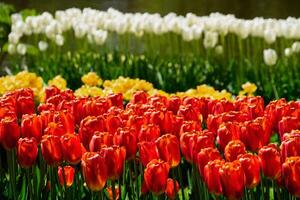 florescendo tulipas canteiro de flores dentro Keukenhof flor jardim, Holanda foto