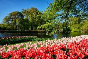 florescendo tulipas canteiros de flores dentro Keukenhof flor jardim, Holanda foto