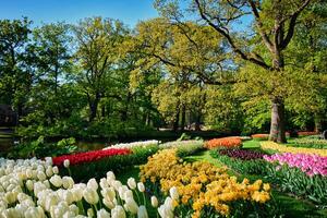 florescendo tulipas canteiros de flores dentro Keukenhof flor jardim, Holanda foto