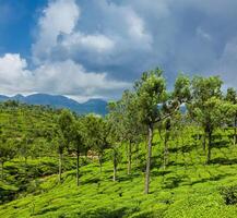 plantações de chá verde em munnar, kerala, índia foto