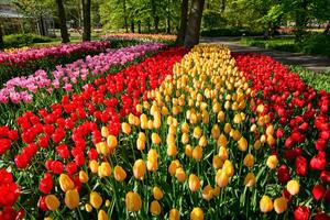 florescendo tulipas canteiro de flores dentro Keukenhof flor jardim, Holanda foto