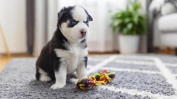 rouco cachorro com azul olhos sentado em cinzento tapete com colorida corda brinquedo foto