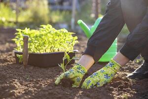 fêmea agricultor mãos plantio para solo plantinha dentro a vegetal jardim foto