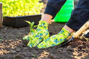 fêmea agricultor mãos plantio para solo plantinha dentro a vegetal jardim foto