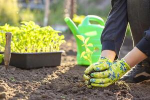 fêmea agricultor mãos plantio para solo plantinha dentro a vegetal jardim foto