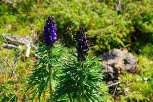 flores silvestres montanha tremoço dentro a dolomites foto