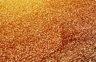 textura de fundo de uma grande pilha de trigo sarraceno. muitos grãos de trigo mourisco close-up à luz do dia foto