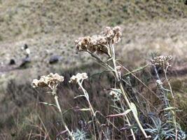 branco flores do edelweiss helichrysum arenarium dentro a montanha. foto