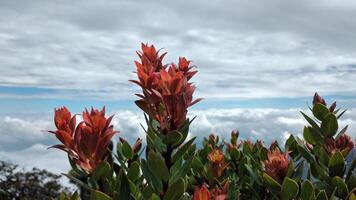 fechar acima do vermelho protea flores em a topo do a montanha foto