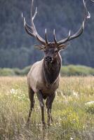 alces da montanha rochosa foto