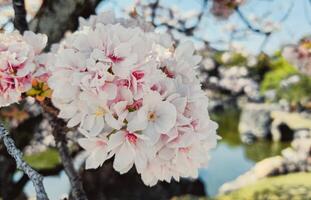 Tóquio, sim, 2020 - japonês flores beijou de Primavera luz solar foto