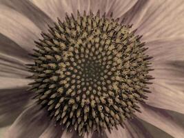 a roxa coneflower foto