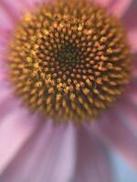 a roxa coneflower foto