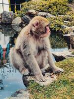 japonês macaco sobre a lago água foto