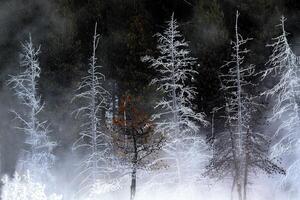 fosco árvores Yellowstone foto